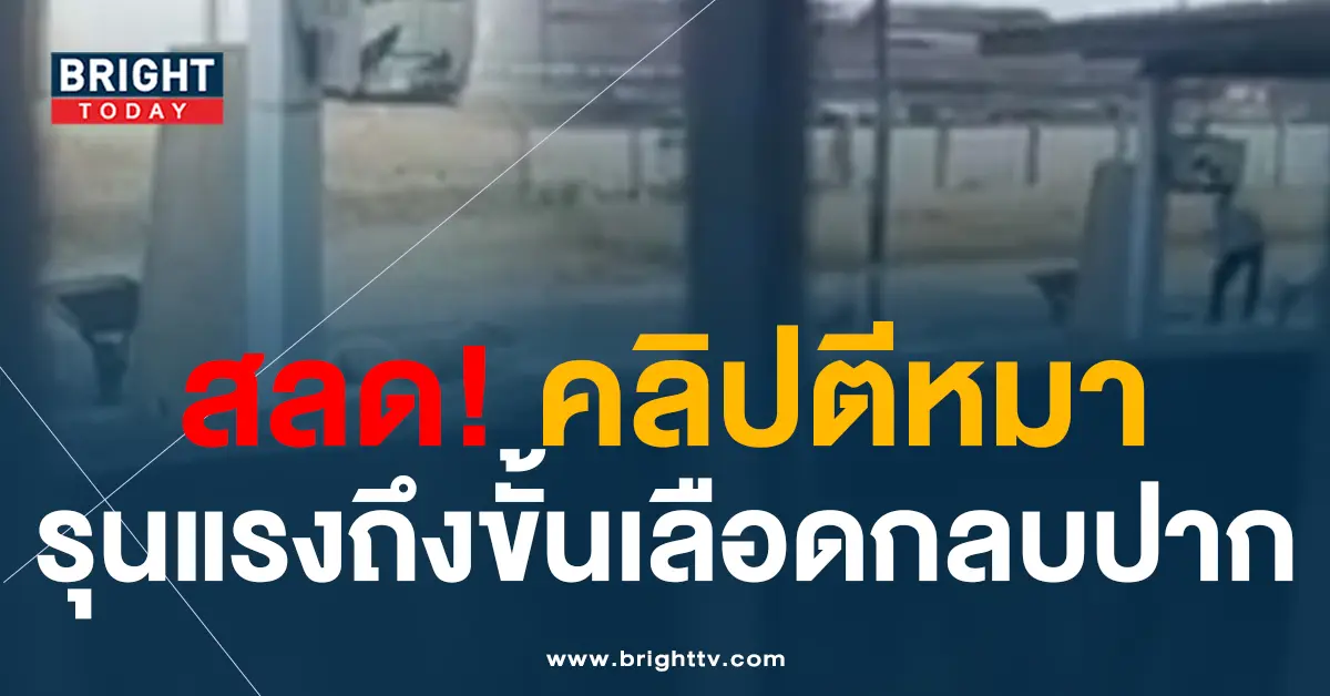 คลิปตีหมา