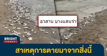 -ปลาตาย