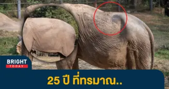 -ช้างไทย