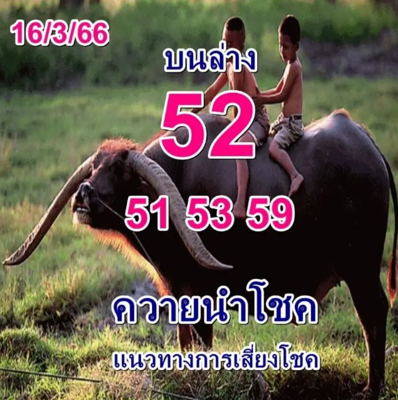 หวยควายนำโชค-16-3-66-เลขเด็ด-หวยงวดนี้