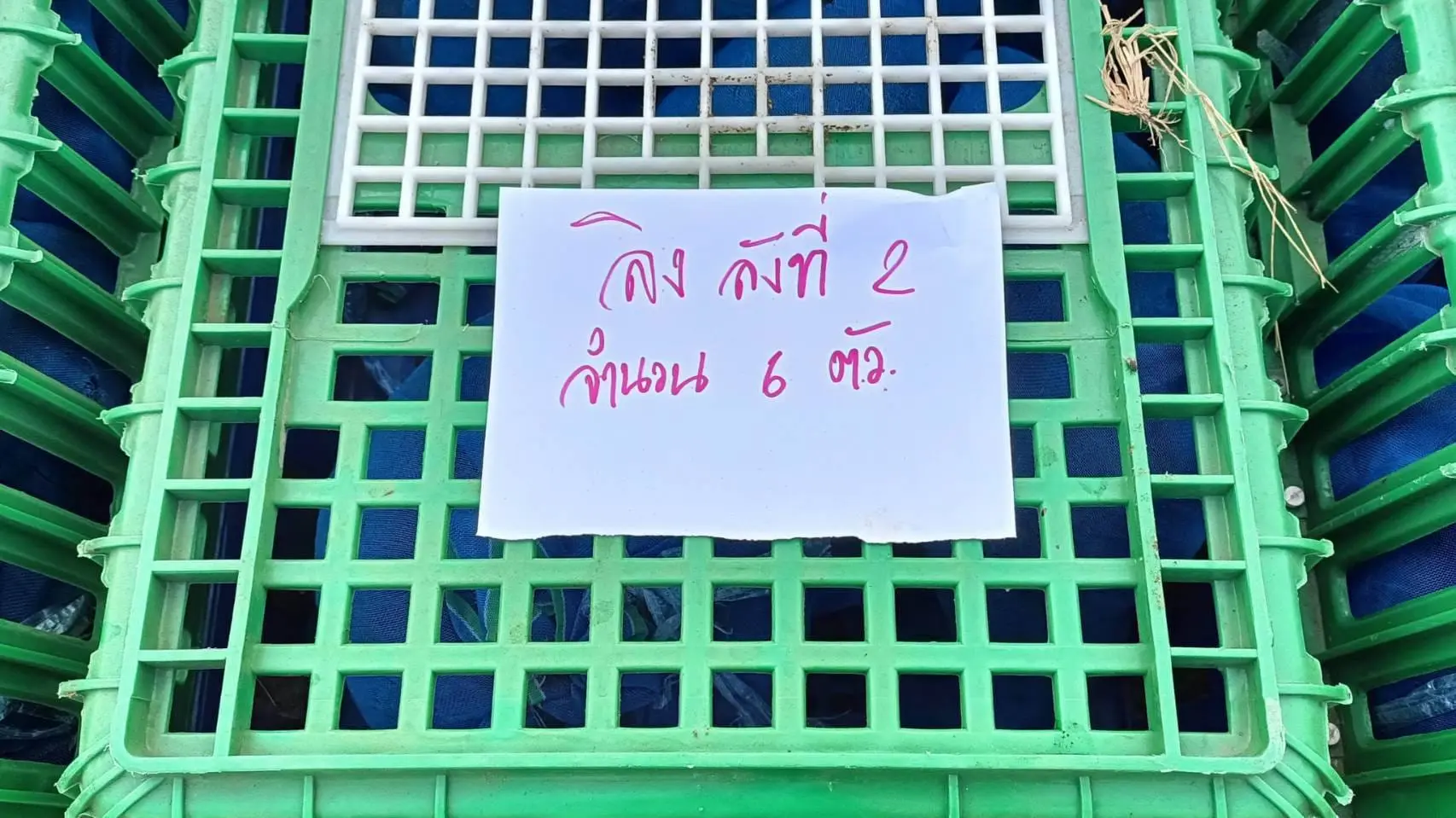 แก๊งค้าลิงข้ามชาติ-2-3