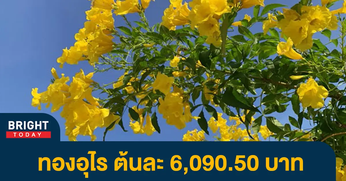 ต้นทองอุไร