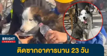 8หมา