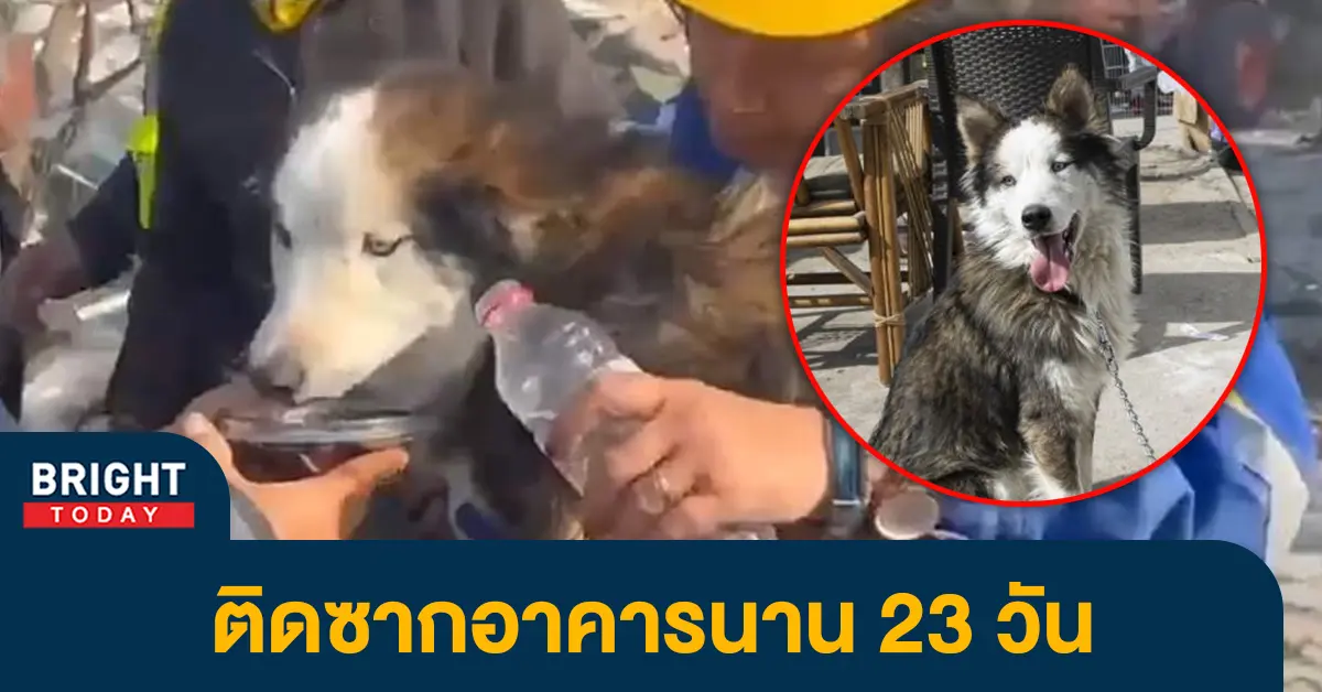 8หมา