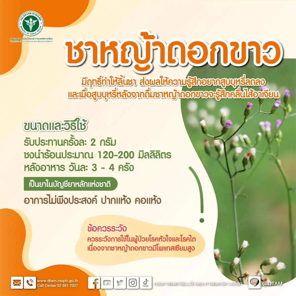 หญ้าดอกขาว