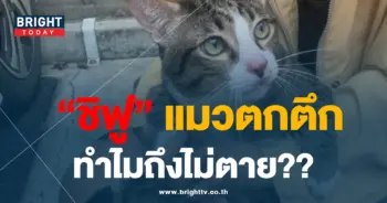 8แมว