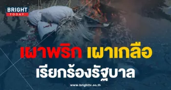 เผาพริกเผาเกลือ