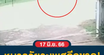 กระทืบหมา