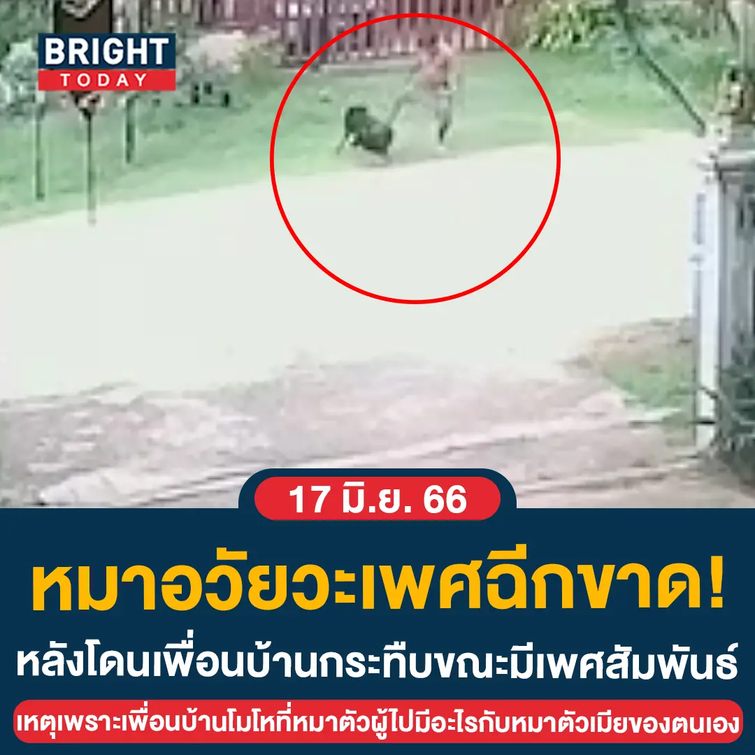 กระทืบหมา