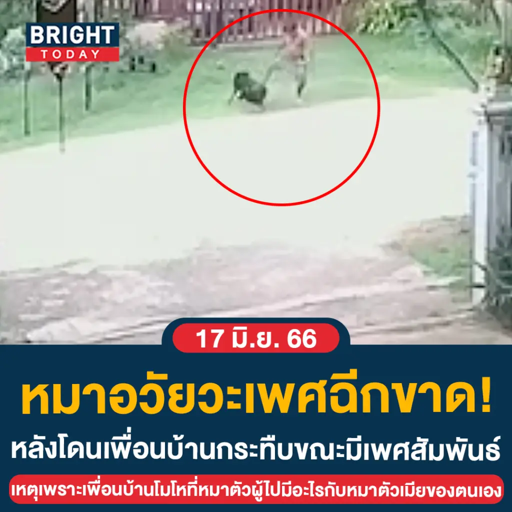กระทืบหมา