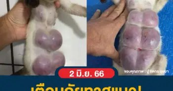 ฉีดยาคุมแมว