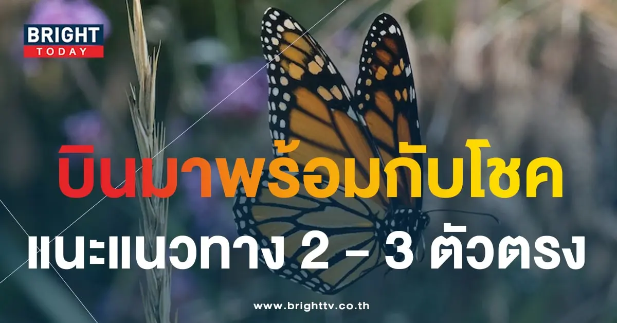 เลขเด็ด ผีเสื้อเทวดาให้โชค 31 7 66-1-min