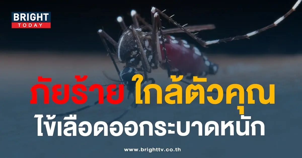 ไข่เลือดออก-min
