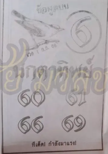 นกตาทิพย์