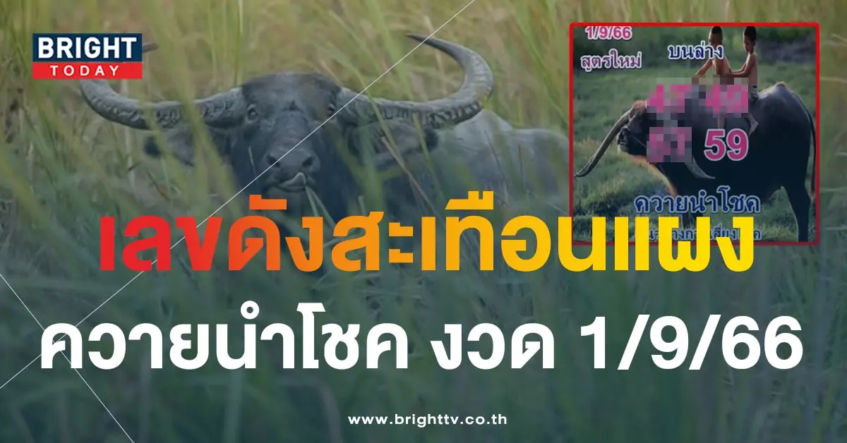เลขเด็ด หวยควายนำโชค 1 9 66-min