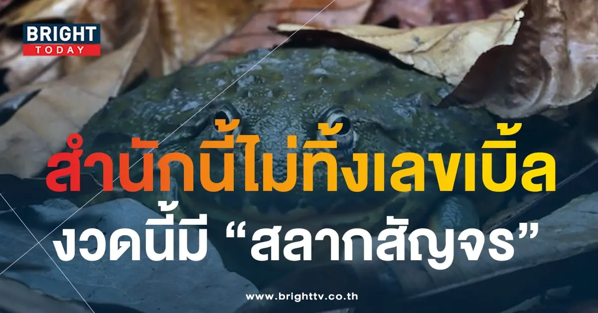 เลขเด็ดงวดนี้ 1 9 66 เลขเด็ด หวยพญาคันคาก-1-min