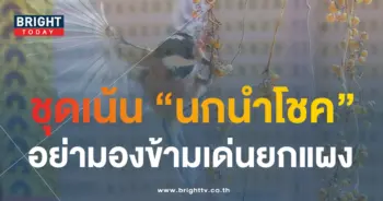 นกนำโชค 1 9 66-min