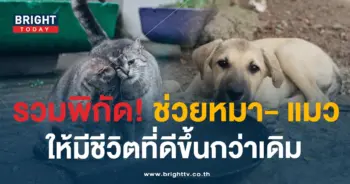 ช่องทางช่วยเหลือสัตว์จรจัด-min