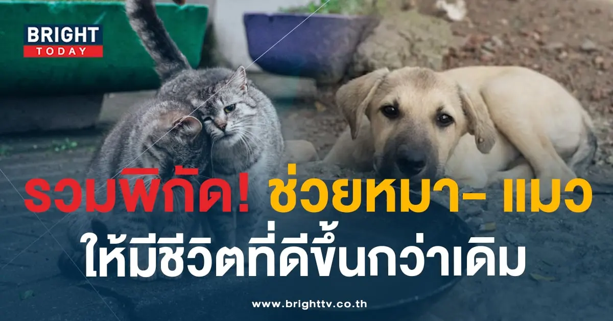 ช่องทางช่วยเหลือสัตว์จรจัด-min