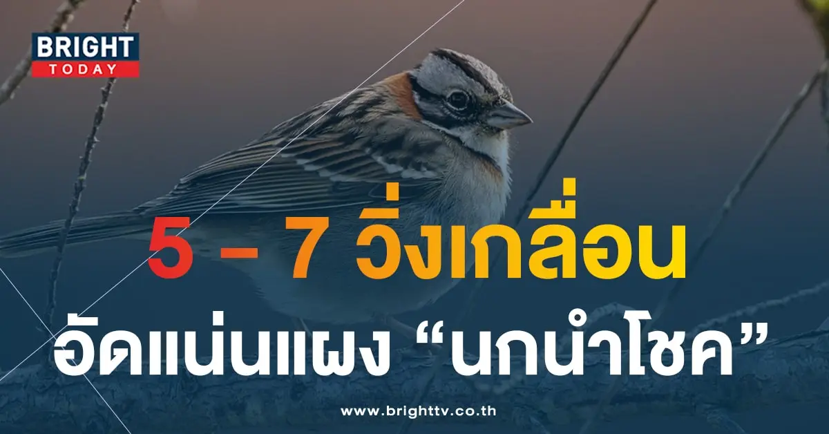 นกนำโชค-min