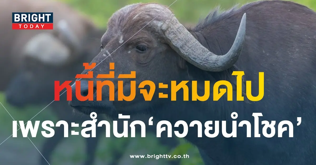 เลขเด็ด หวยควายนำโชค 16 10 66-min