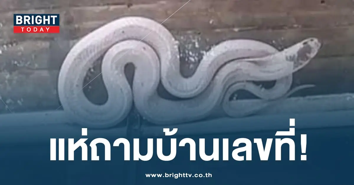 งูเห่าเผือกเลื้อยเข้าบ้าน-min