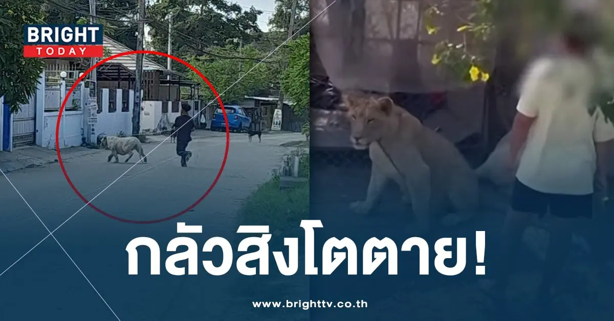 สิงโต-ปก-min