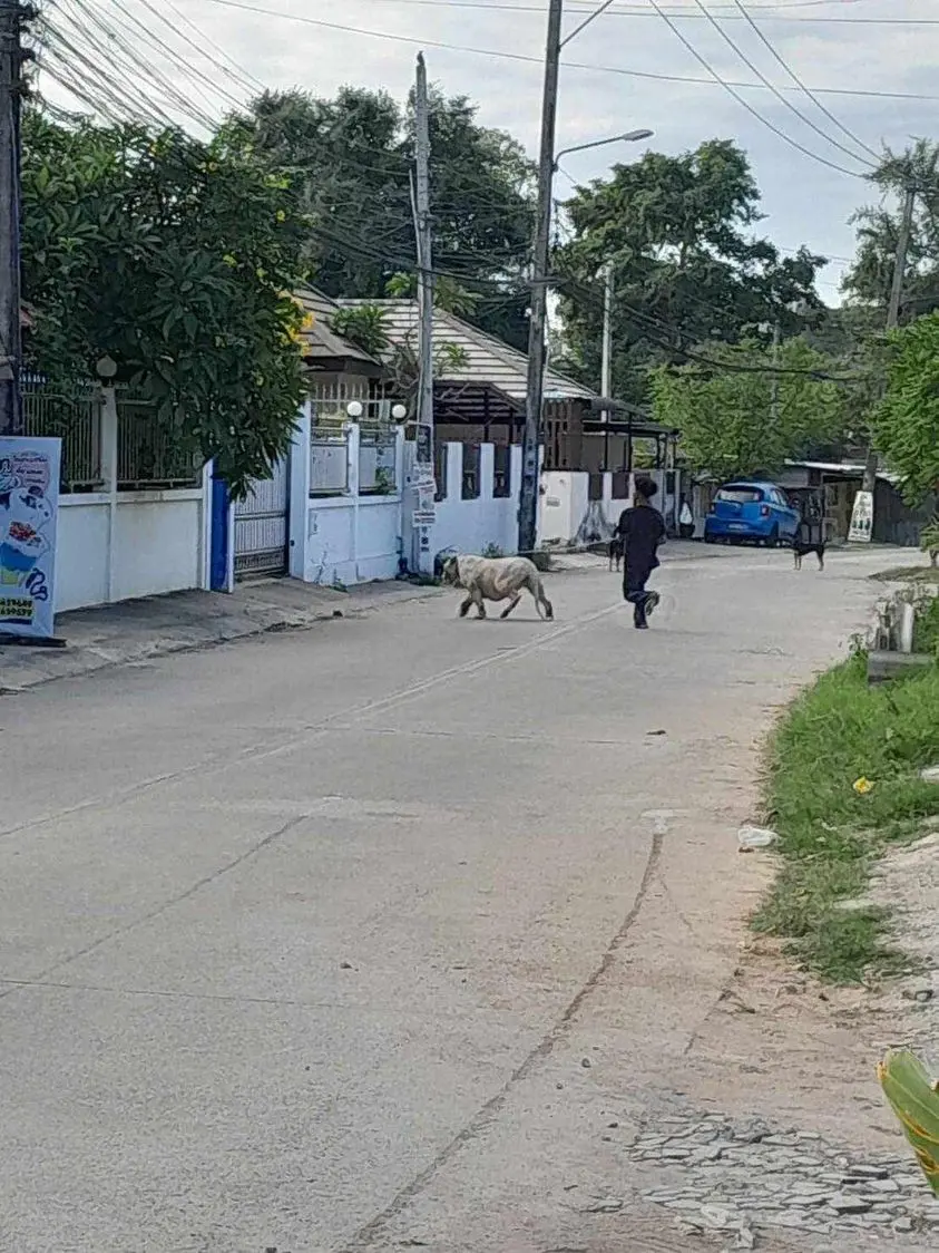 สิงโตหลุด-min