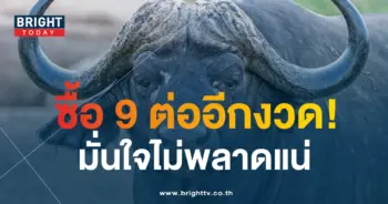 เลขเด็ด ควายนำโชค 1 2 67-1-min
