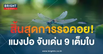 เลขเด็ด หวยแมงปอ 17 1 67-1-min