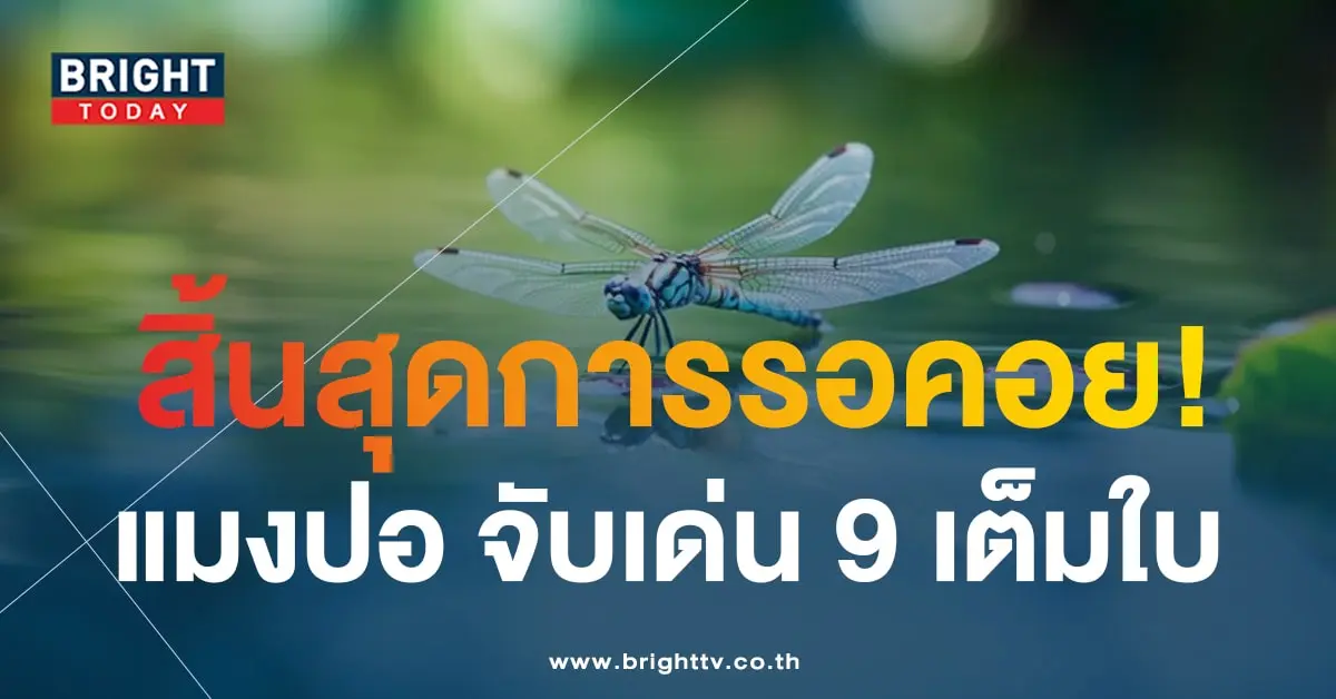 เลขเด็ด หวยแมงปอ 17 1 67-1-min