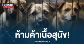 เนื้อหมา-ปก-min