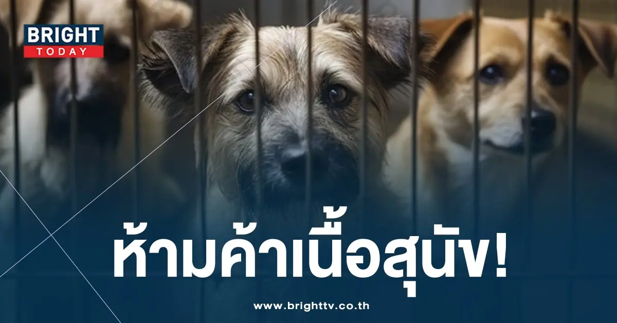 เนื้อหมา-ปก-min