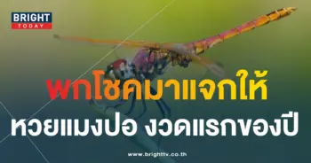 หวยแมงปอ 17 1 67-1-min