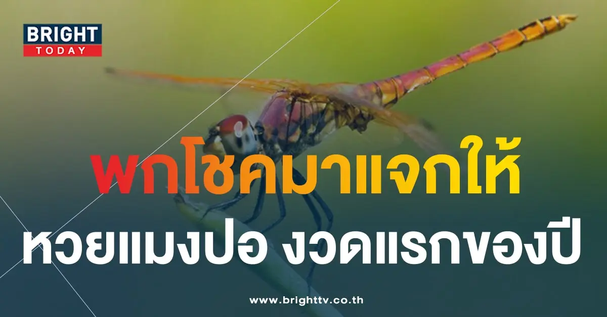 หวยแมงปอ 17 1 67-1-min