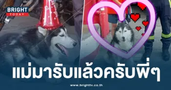 หมาหายวันปีใหม่-min