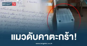 แมวดับคาตะกร้า -ปก-min