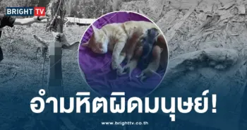 ควักไส้แมว เชียงใหม่-min
