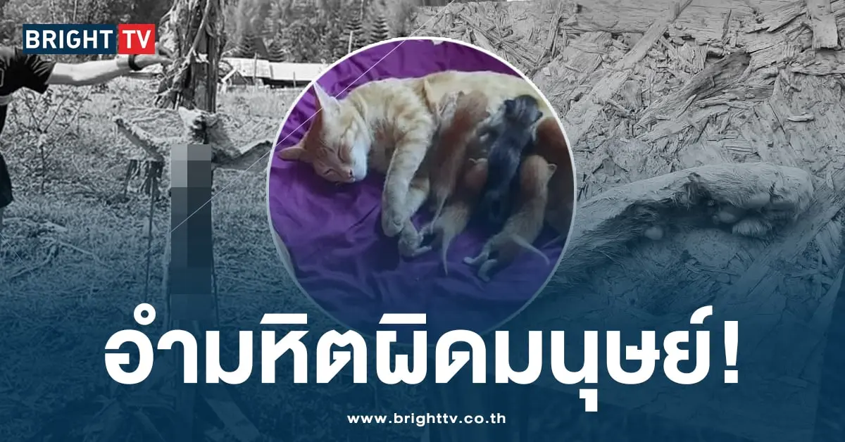ควักไส้แมว เชียงใหม่-min