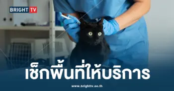 ทำหมันหมาแมวฟรี กรุงเทพ.webp-min