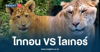ไลเกอร์ ไทกอน-min (1)