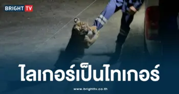 ไลเกอร์เป็นไทเกอร์
