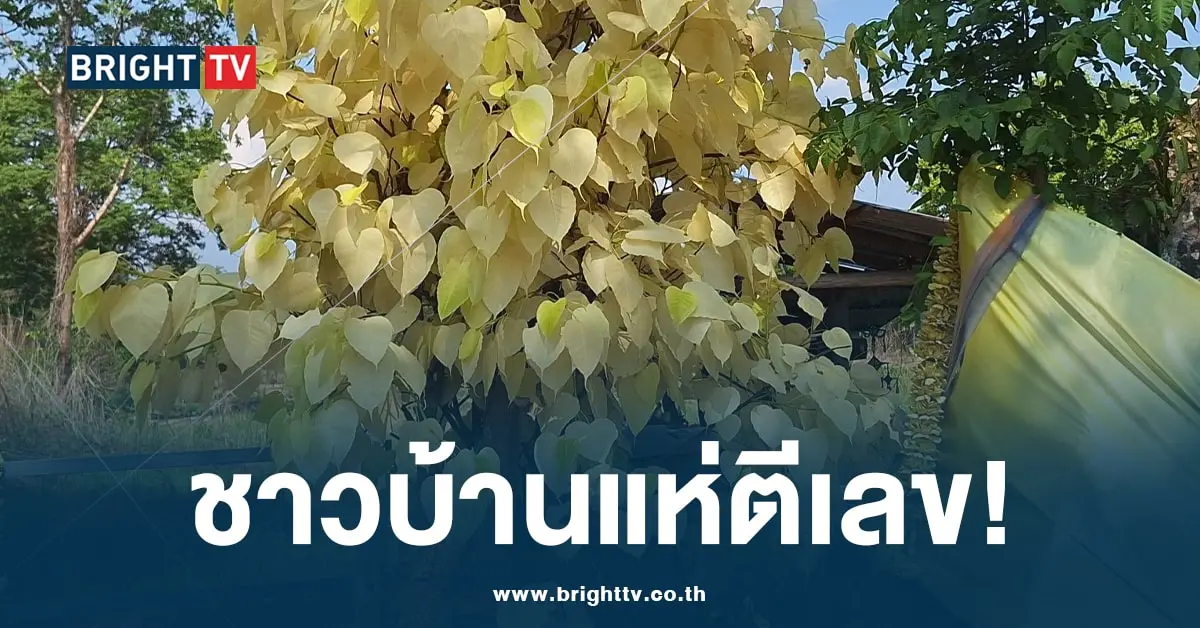ต้นโพธิ์ทอง เลขเด็ด-min (1)