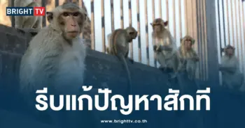 ลิงลพ-min (1)