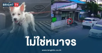 หมาหายอยากได้คืน