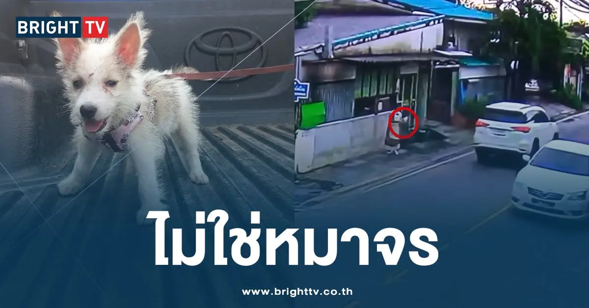 หมาหายอยากได้คืน