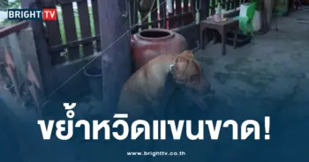 หมาพิตบูดขย้ำคน-min