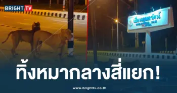 พิทบูล