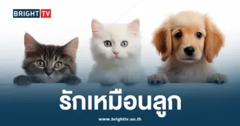 เลี้ยงสัตว์แทนลูก-min