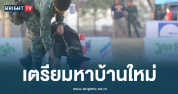 เปิดประมูลหมา-min